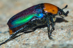 Leucocelis amethystina