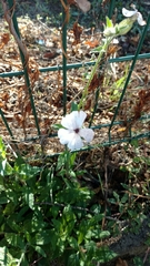 Microbotryum lychnidis-dioicae