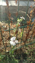 Microbotryum lychnidis-dioicae