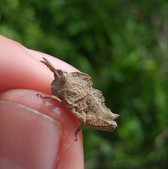 Prionosthenus syriacus