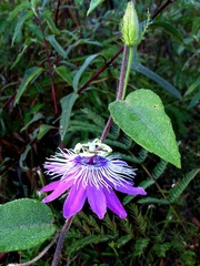 Passiflora urbaniana