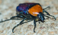 Leucocelis amethystina