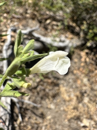 Image of Scutellaria californica by (c) Matt Berger, some rights reserved (CC BY)