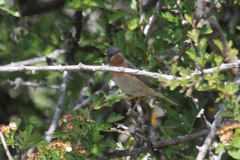 Curruca iberiae