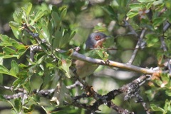 Curruca iberiae