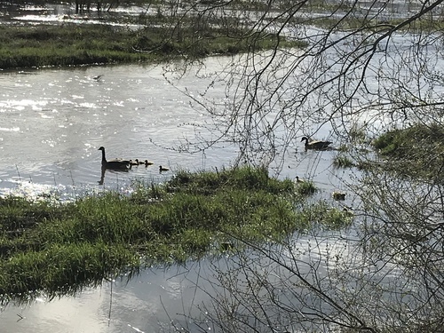 Canada Goose photographed in Montana