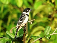 Sporophila morelleti morelleti