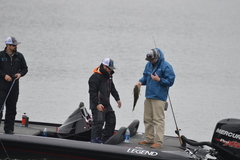 Micropterus salmoides