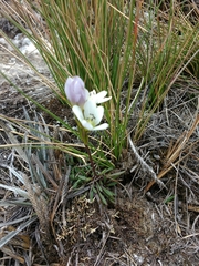 Gentianella corymbosa