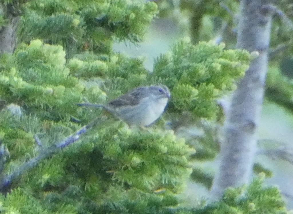 Brewer's Sparrow (Timberline)
