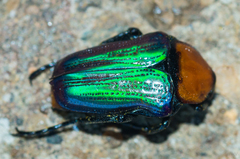Leucocelis amethystina