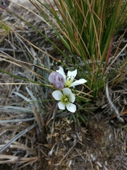 Gentianella corymbosa