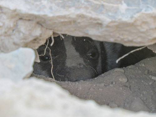 American Badger