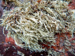 Ramalina intermedia