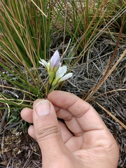 Gentianella corymbosa