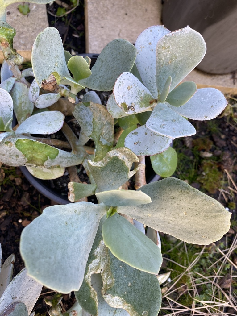 pig's ear from St, Safety Beach, VIC, AU on September 24, 2023 at 1001 AM by natlikes