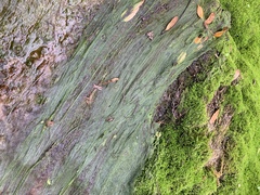 Charophyta