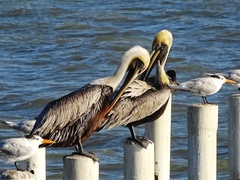 Pelecanus occidentalis
