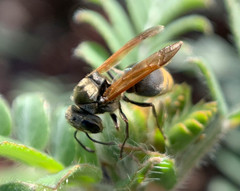 Brachygastra