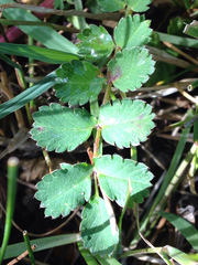 Acaena ovalifolia