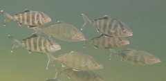 Banded Rudderfish photo 2
