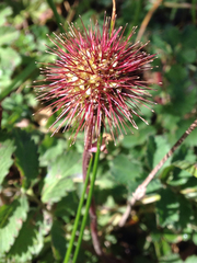 Acaena ovalifolia