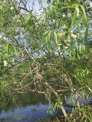 Salix caroliniana