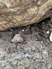 Camponotus sansabeanus