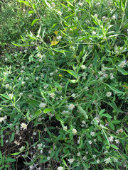 Alternanthera echinocephala