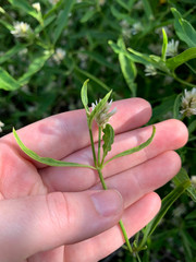 Alternanthera echinocephala