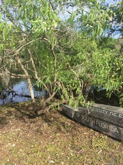 Salix caroliniana