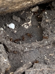 Camponotus sansabeanus