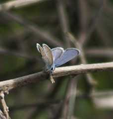 Hemiargus ramon