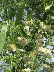 Salix caroliniana