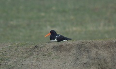 Haematopus ostralegus