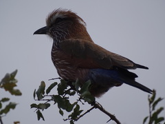 Coracias naevius mosambicus