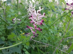 Fumaria agraria