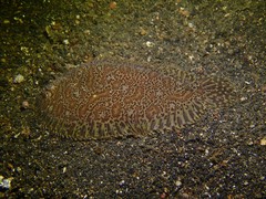 Liachirus melanospilos