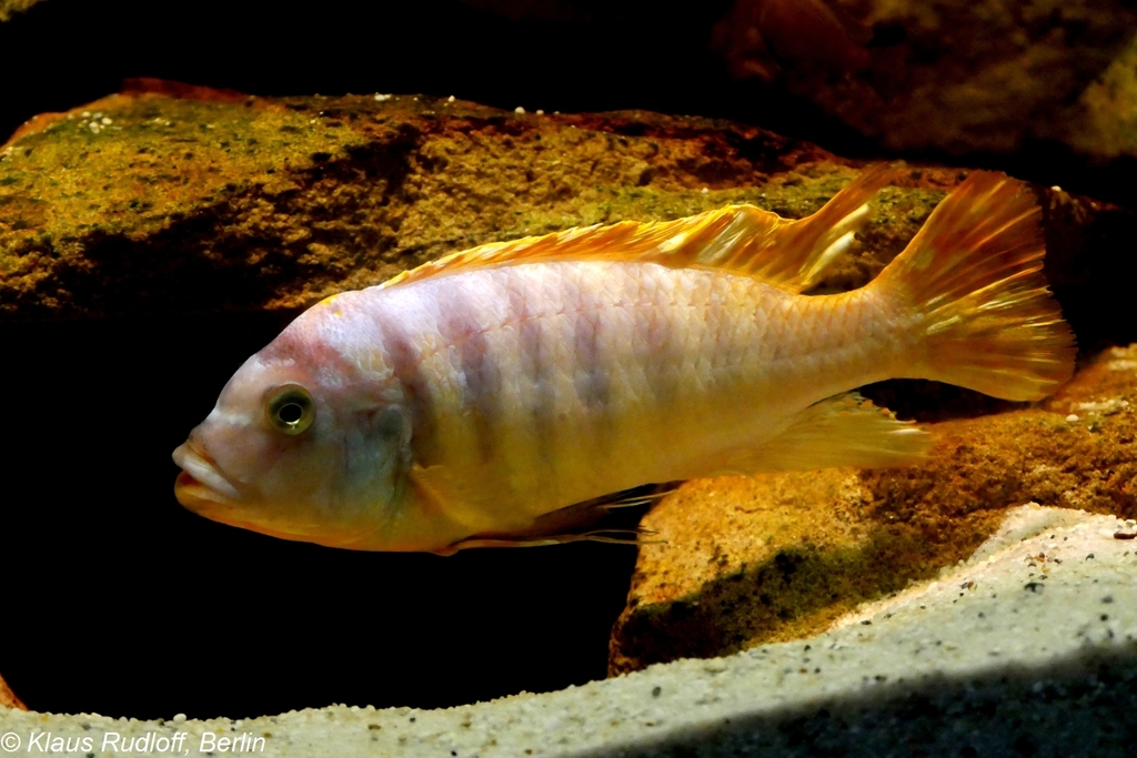 William's mbuna