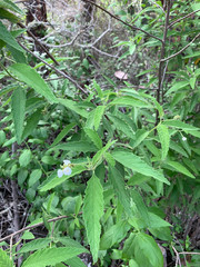 Varronia leucophlyctis