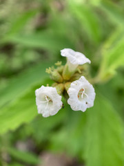 Varronia leucophlyctis