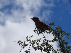 Coracias naevius mosambicus