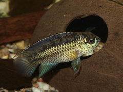 Goldeneye Cichlid photo 2
