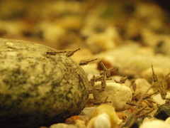 Goldeneye Cichlid photo 5
