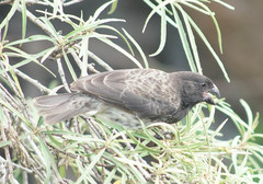 Platyspiza crassirostris