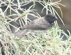 Platyspiza crassirostris