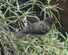 Platyspiza crassirostris