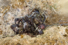 Isognomon alatus