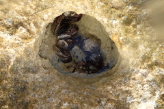 Isognomon alatus