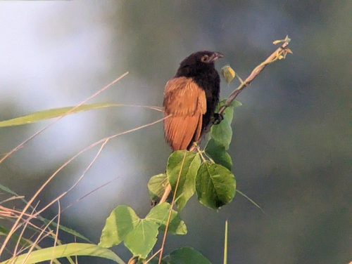 Bengalenkuckuck (Centropus bengalensis)